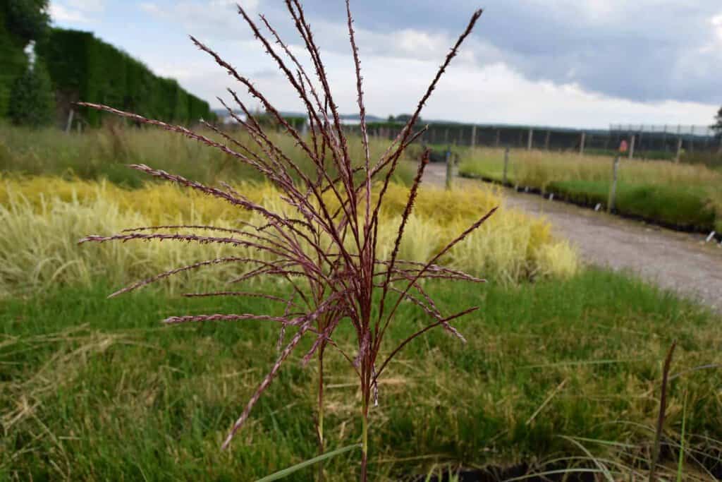 Miscanthus sinensis 'Silberfeder' (Silver Feather) ---